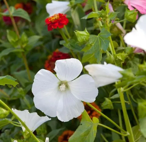 Ξενοδοχείο Mac Bed *